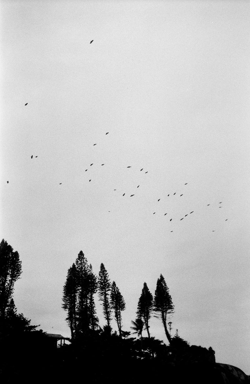 birds over the pines