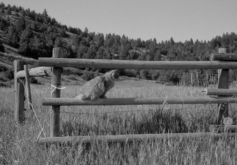 cat on the fence