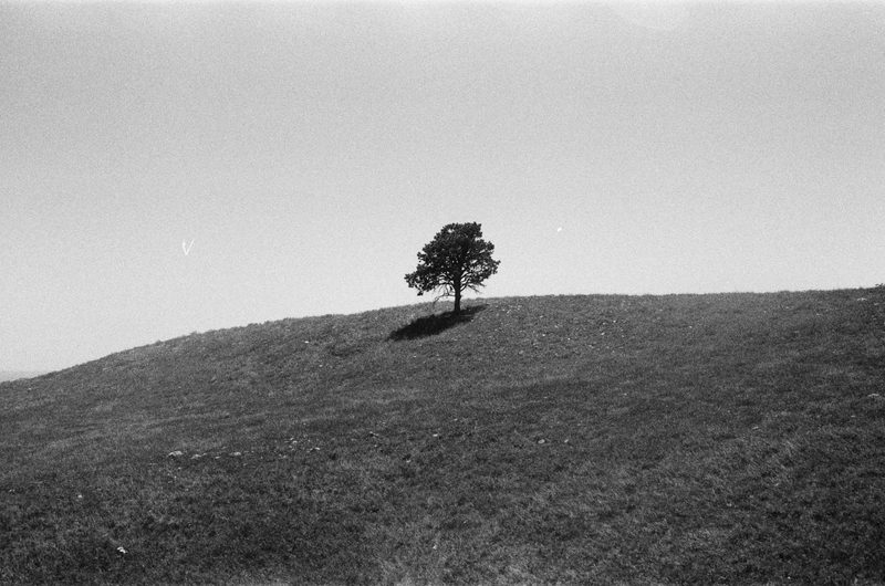 lone tree on a hill