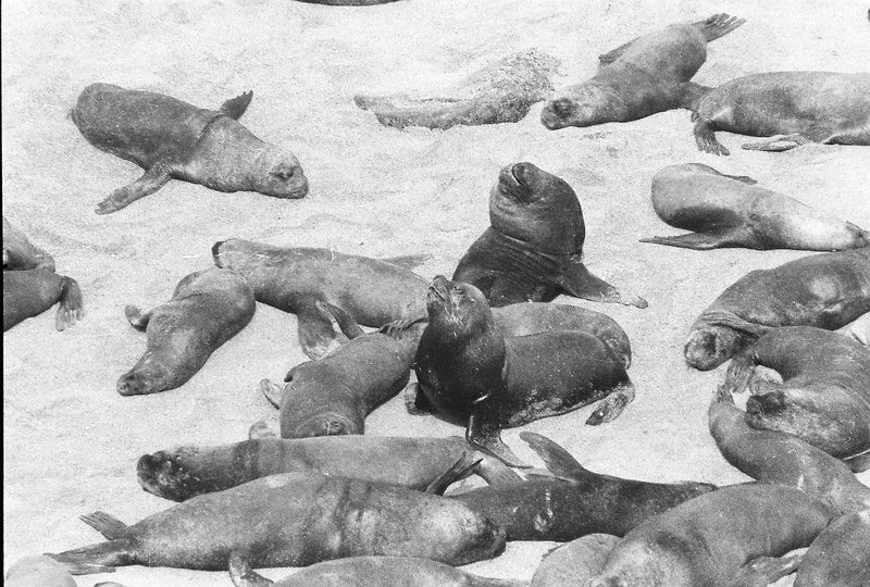 sea lions