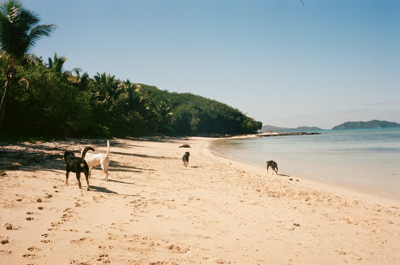 dogs on the beach